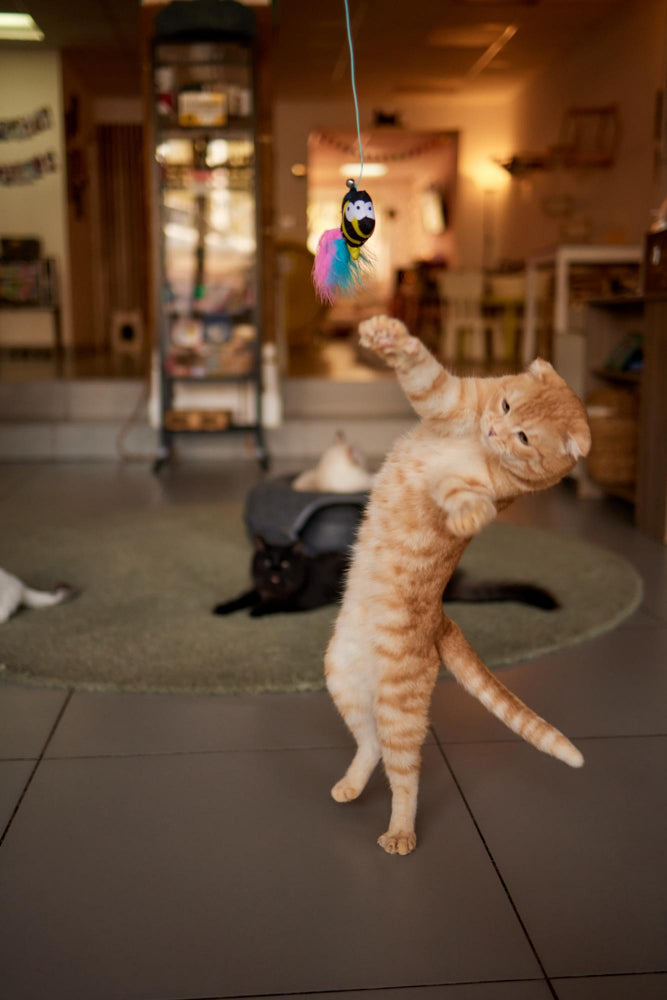 Door Hanging Auto-Rebound Cat Toy