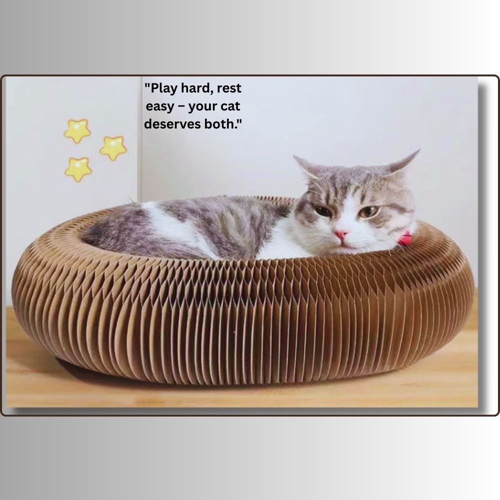 🐾 Ultimate Cat Fun!