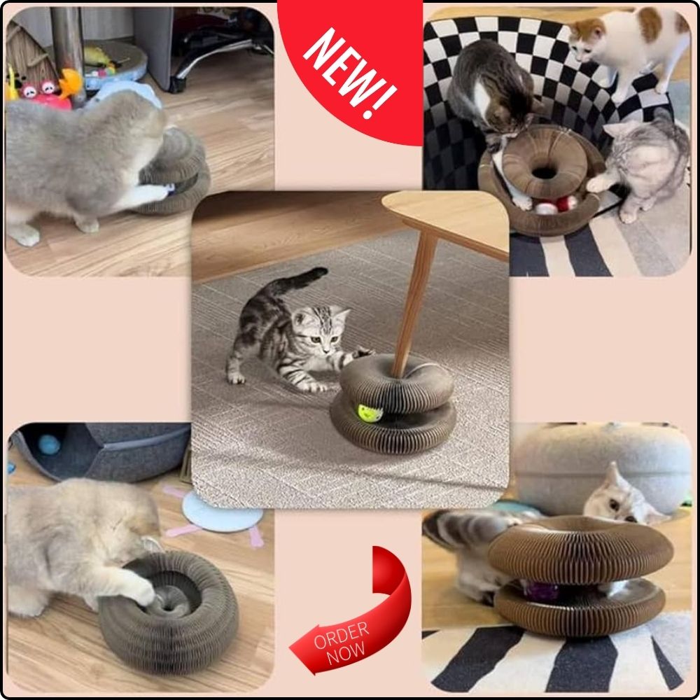 🐾 Ultimate Cat Fun!