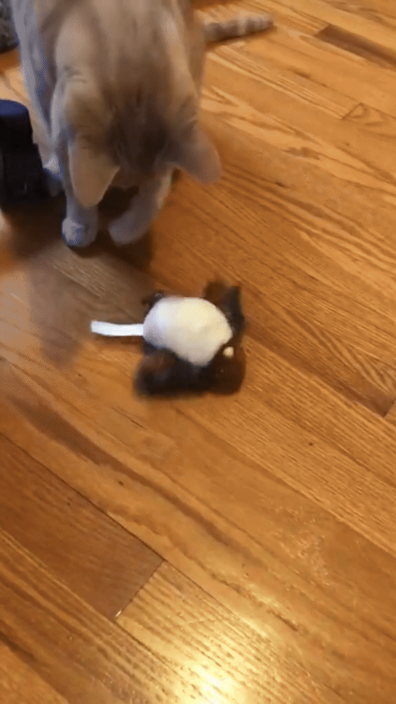 Chirpy Purr Cat Toy