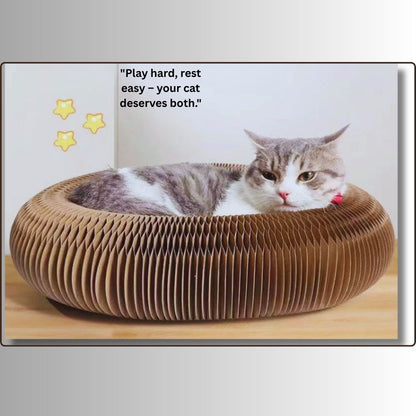 🐾 Ultimate Cat Fun!