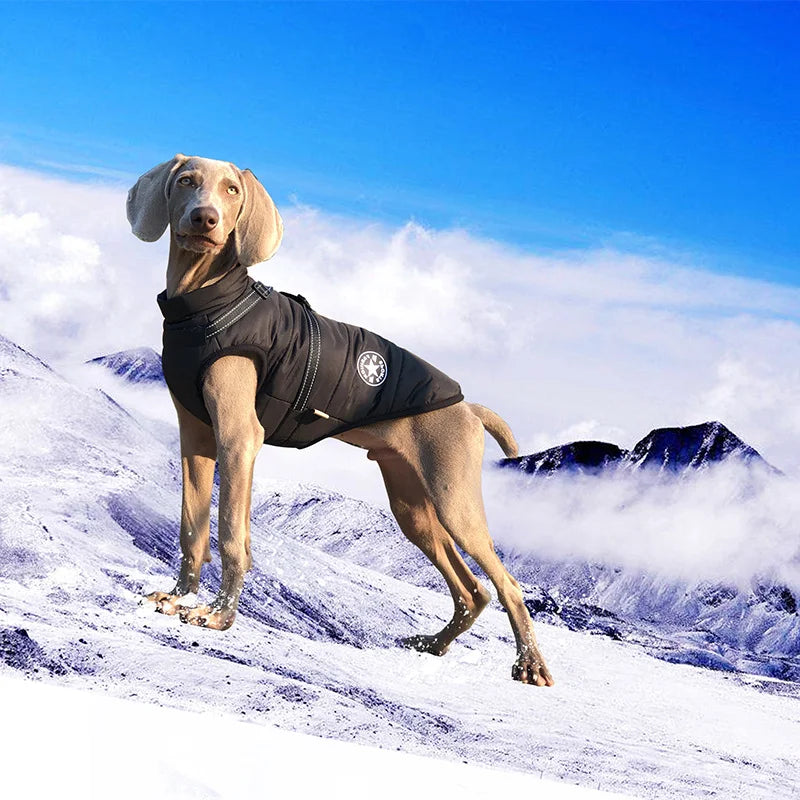 Waterproof Winter Dog vest